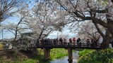 忍野八海