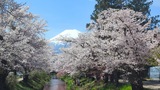 新名庄川の桜並木