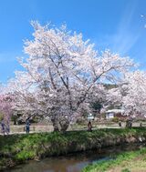 新名庄川の桜並木