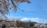 新名庄川の桜並木