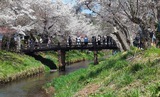 新名庄川の桜並木