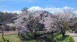 新名庄川の桜並木