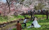 新名庄川の桜並木