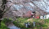 新名庄川の桜並木