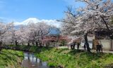 新名庄川の桜並木