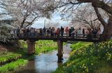 新名庄川の桜並木