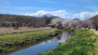 PHOTO 新名庄川の桜並木#2