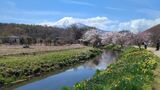 新名庄川の桜並木