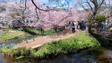 新名庄川の桜並木