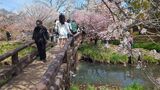 新名庄川の桜並木