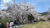 新名庄川の桜並木