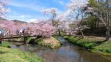 新名庄川の桜並木