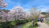 新名庄川の桜並木