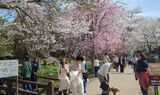 新名庄川の桜並木