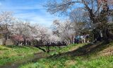 新名庄川の桜並木