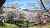 新名庄川の桜並木