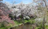 新名庄川の桜並木
