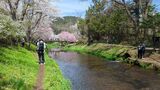 新名庄川の桜並木