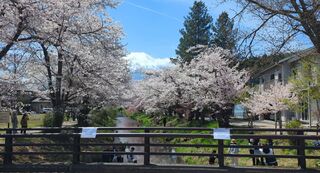 PHOTO 新名庄川の桜並木#1