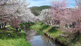 新名庄川の桜並木