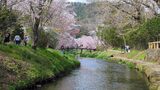 新名庄川の桜並木
