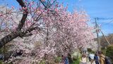 新名庄川の桜並木