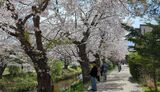 新名庄川の桜並木