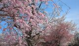 新名庄川の桜並木