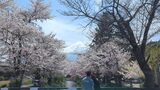 新名庄川の桜並木