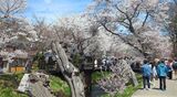 新名庄川の桜並木