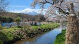 新名庄川の桜並木