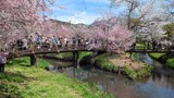 新名庄川の桜並木