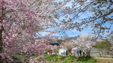 新名庄川の桜並木