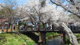 新名庄川の桜並木