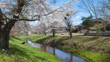 新名庄川の桜並木
