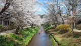 新名庄川の桜並木