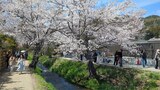 新名庄川の桜並木