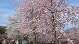 新名庄川の桜並木