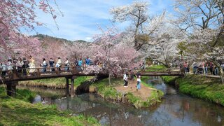 PHOTO 新名庄川の桜並木#4