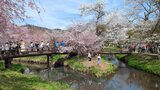 新名庄川の桜並木