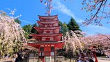 新倉山浅間公園