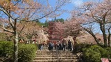 新倉山浅間公園
