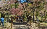 新倉山浅間公園