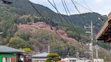 新倉山浅間公園