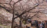 新倉山浅間公園