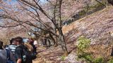新倉山浅間公園