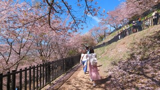 PHOTO 新倉山浅間公園#3