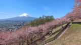 新倉山浅間公園