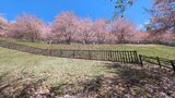 新倉山浅間公園