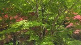 旧華頂宮邸